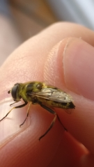 Myathropa florea