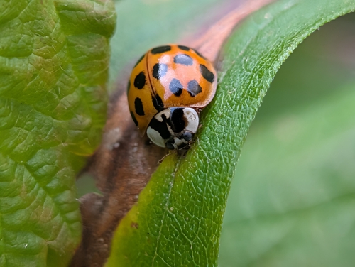 Asian Lady Beetle