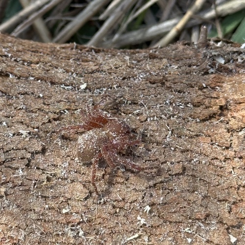 Badge Huntsman Spider