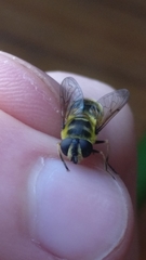 Myathropa florea