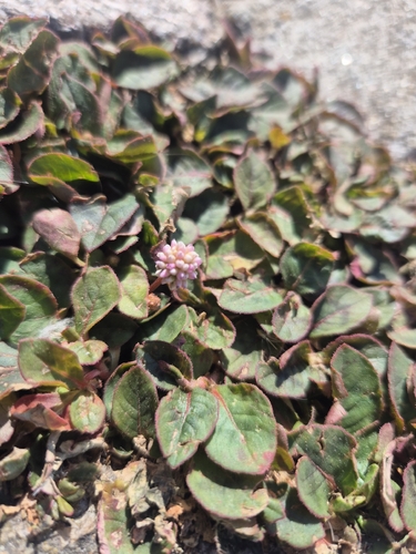 pink knotweed