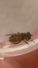 Myathropa florea