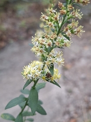Solidago bicolor, photograph (c) Chris Reardon, some rights reserved (CC BY)