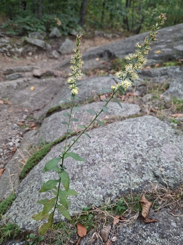Solidago bicolor, photograph 3