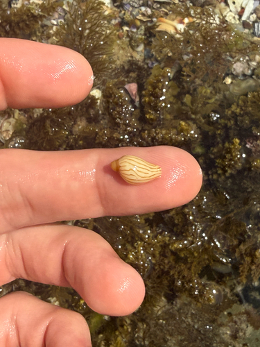 Amoria zebra, 2026-09-24