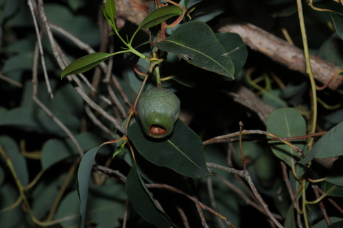 Corymbia calophylla