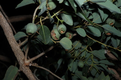 (c) Greg Tasney, some rights reserved (CC BY-SA) Corymbia calophylla, photograph (c) Greg Tasney, some rights reserved (CC BY-SA)