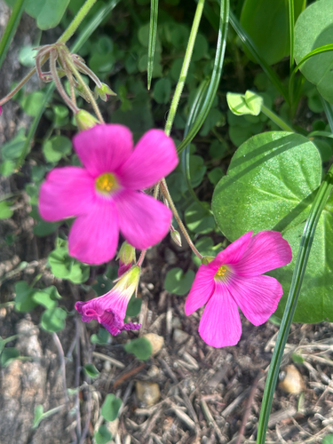 Oxalis bowiei