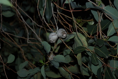 (c) Greg Tasney, some rights reserved (CC BY-SA) Corymbia calophylla, photograph (c) Greg Tasney, some rights reserved (CC BY-SA)