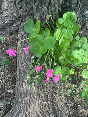 Oxalis bowiei, photograph (c) 岸本年郎, some rights reserved (CC BY)
