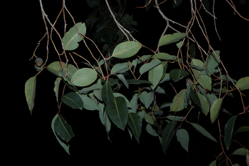 Corymbia calophylla, photograph 3