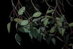 (c) Greg Tasney, some rights reserved (CC BY-SA) Corymbia calophylla, photograph (c) Greg Tasney, some rights reserved (CC BY-SA)