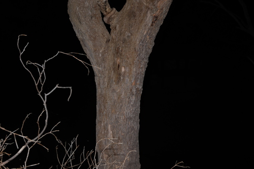 Corymbia calophylla, photograph 4