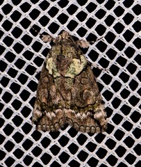 Calathusa glaucopasta
