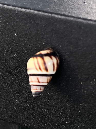 Lined Treesnail
