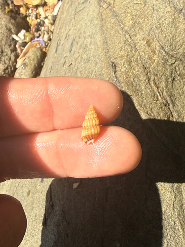 Nassarius pauperus observed 2026-09-24