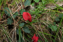 Kennedia prostrata, photograph (c) Greg Tasney, some rights reserved (CC BY-SA)