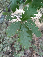 Quercus pyrenaica