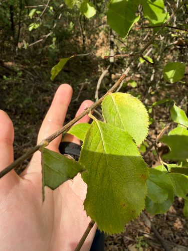Rusty Blackhaw