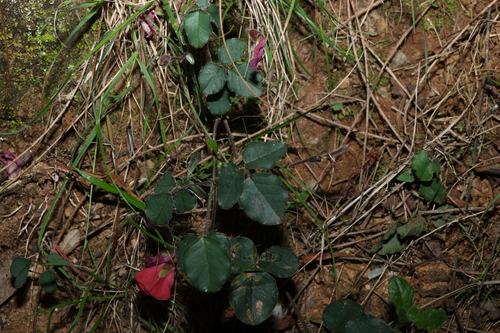 Kennedia prostrata, photograph 4