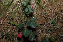 Kennedia prostrata, photograph (c) Greg Tasney, some rights reserved (CC BY-SA)