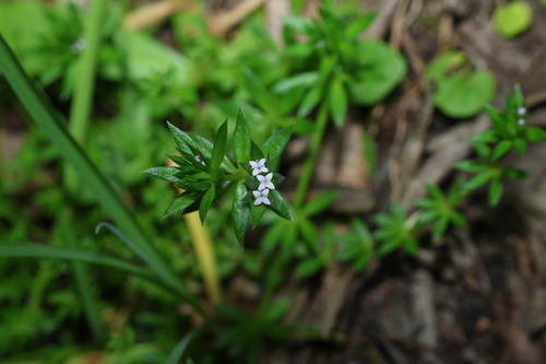 Sherardia arvensis, photograph 6