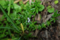 Sherardia arvensis, photograph (c) Greg Tasney, some rights reserved (CC BY-SA)