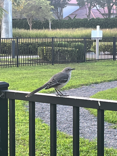 Northern Mockingbird