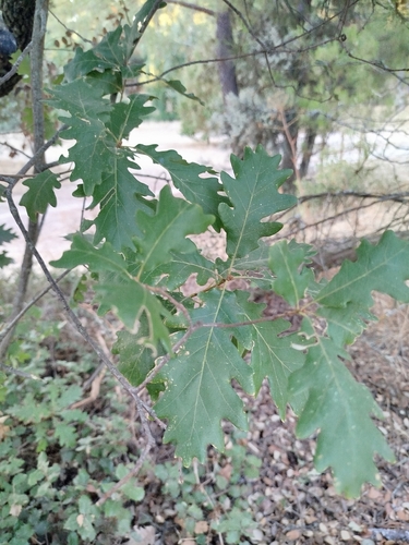 Quercus pyrenaica, photograph 2