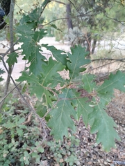 Quercus pyrenaica, photograph author not stated, no rights reserved