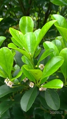 Ilex maximowicziana