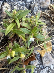 Oldenlandia corymbosa, photograph (c) Brandon Corder, some rights reserved (CC BY)