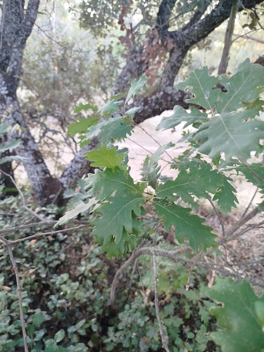 Quercus pyrenaica, photograph 3