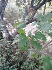 Quercus pyrenaica, photograph author not stated, no rights reserved