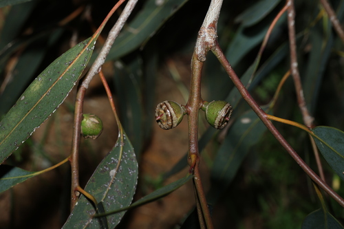 Eucalyptus cosmophylla, photograph 1