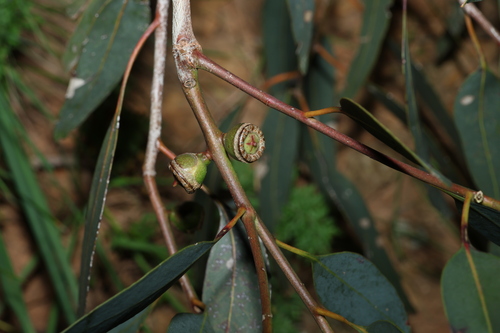 Eucalyptus cosmophylla
