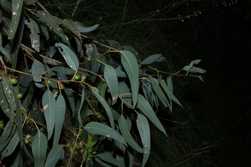 Eucalyptus cosmophylla, photograph 2