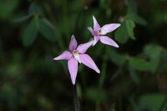 (c) Greg Tasney, some rights reserved (CC BY-SA) Caladenia latifolia, photograph (c) Greg Tasney, some rights reserved (CC BY-SA)