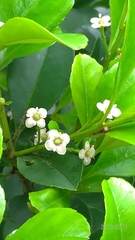 Ilex maximowicziana