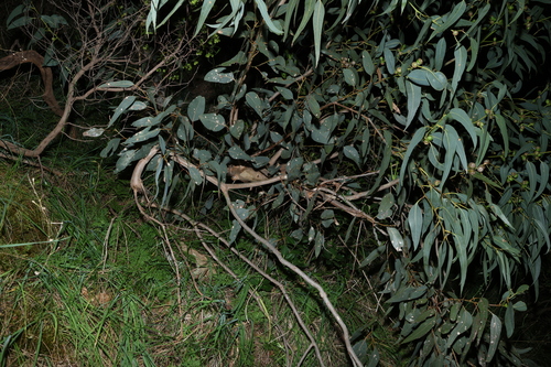 Eucalyptus cosmophylla, photograph 3