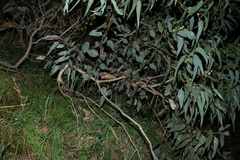 Eucalyptus cosmophylla, photograph (c) Greg Tasney, some rights reserved (CC BY-SA)