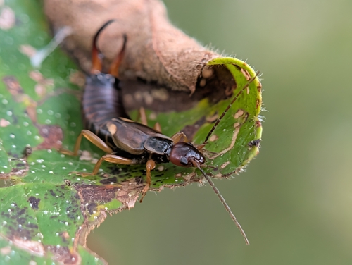 European Earwig