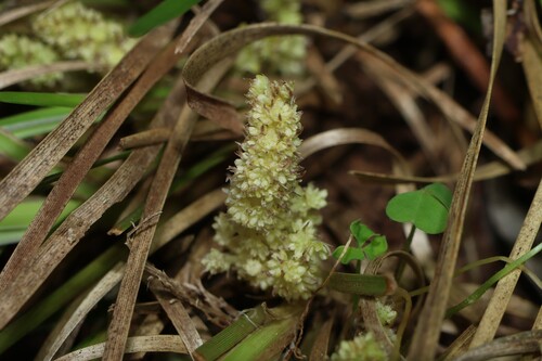 Lomandra densiflora, photograph 3