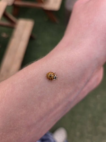 Asian Lady Beetle