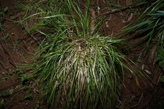Lomandra densiflora