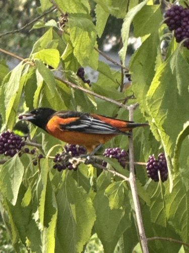 Baltimore Oriole