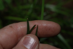 Lomandra densiflora, photograph (c) Greg Tasney, some rights reserved (CC BY-SA)