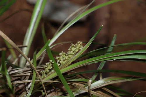 Lomandra densiflora, photograph 2