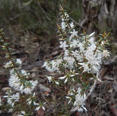 Styphelia exarrhena