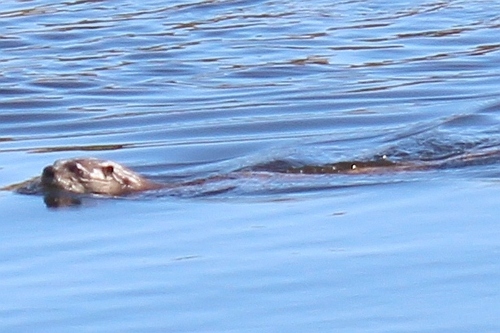 North American River Otter